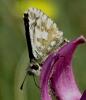 Pyrgus sp.